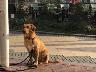 Urlaub mit dem Hund in Scharbeutz