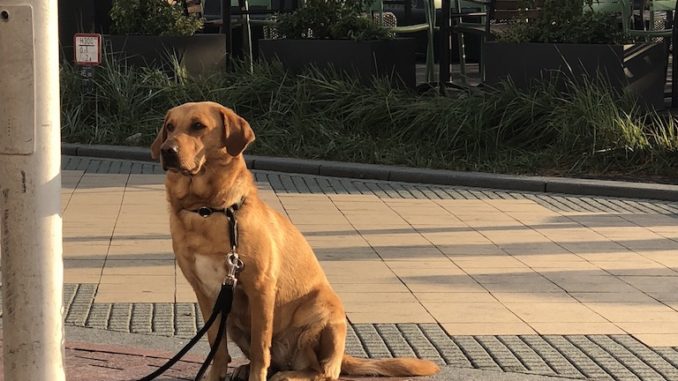 Urlaub mit dem Hund in Scharbeutz