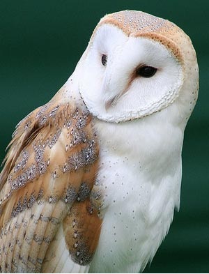 Amerikanische Schleiereule Vogelplark Niendorf