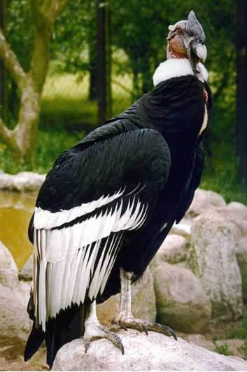 Andenkondo Vogelplark Niendorf