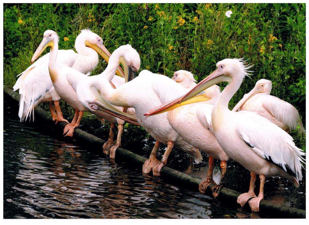 Vogelplark in Niendorf